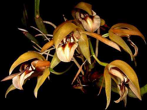 Coelogyne fuscescens